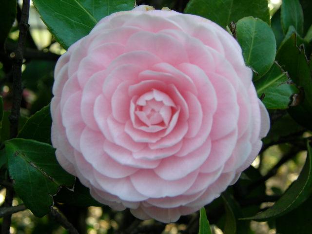 a pink flower with green leaves on it