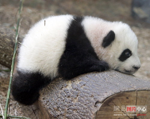 a panda bear is laying on a log