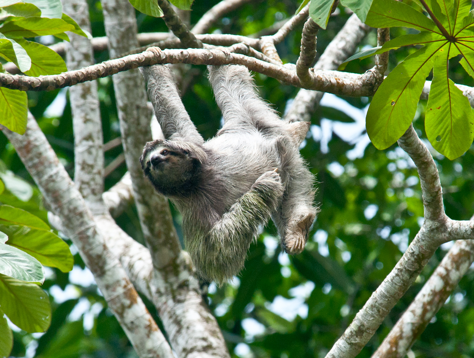 a sloth hanging upside down in a tree
