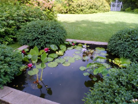 a pond filled with water lilies surrounded by lush green plants