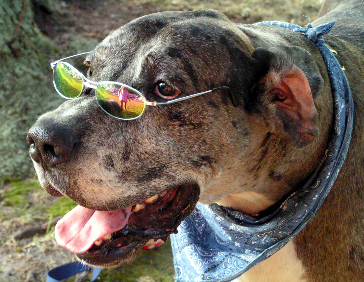 a dog wearing sunglasses with its tongue out