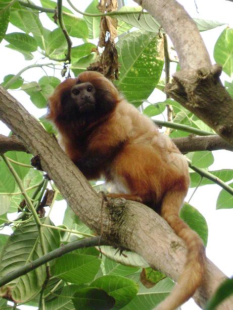 a monkey sits up in the tree, while staring