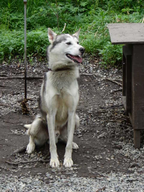 a white and gray husky sitting on top of gravel next to a bench