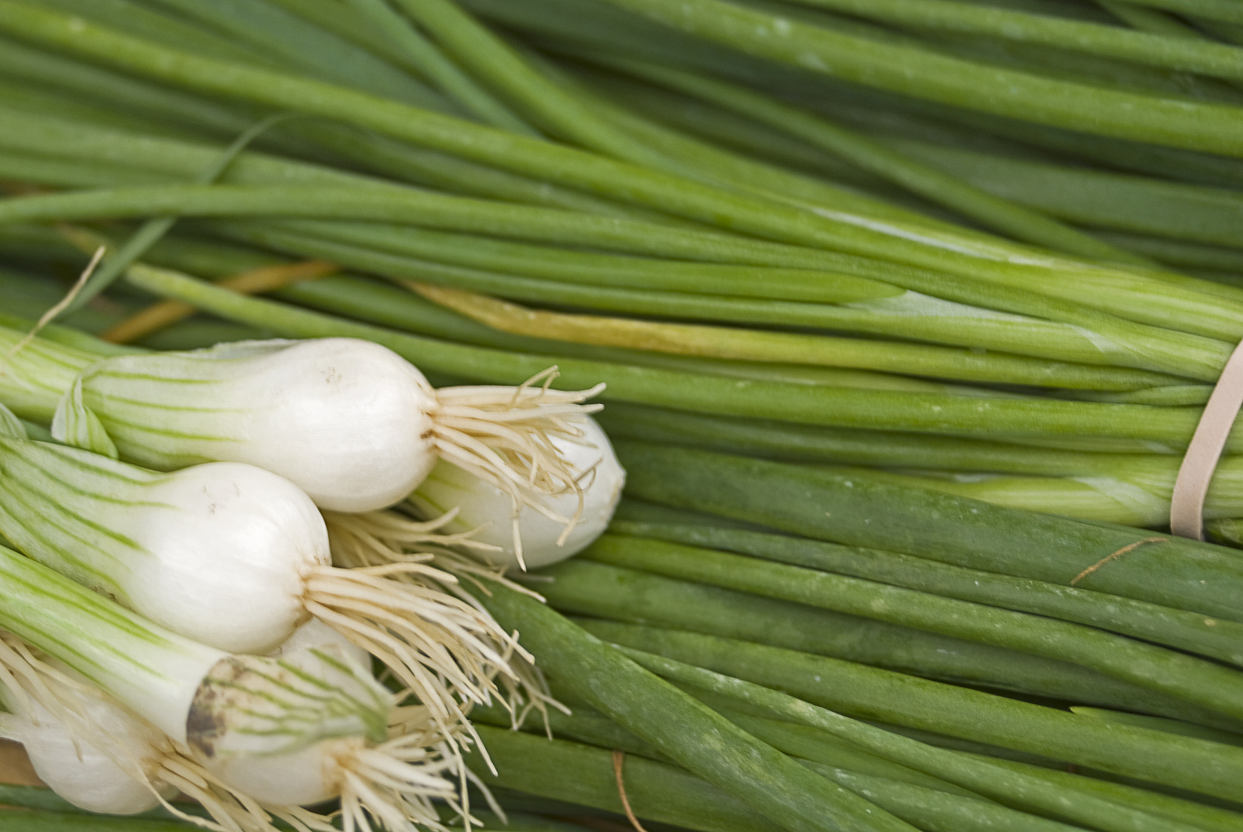 some green onion bulbs are shown on a table