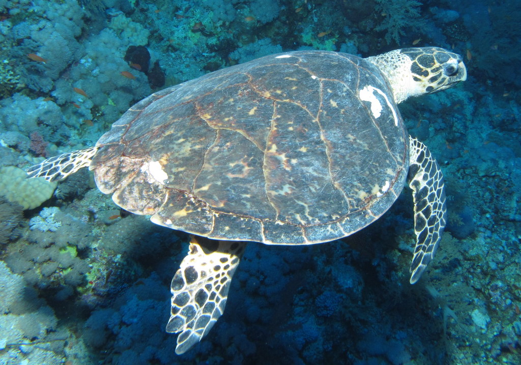 a turtle swimming in the blue sea,