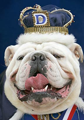 a white bulldog in a crown, and on the crown is a tongue sticking out