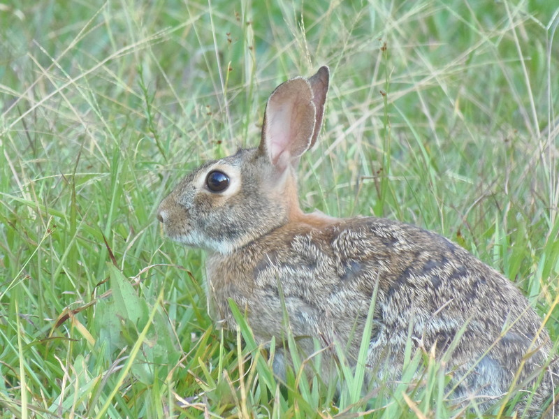 a brown rabbit sits in a grassy field
