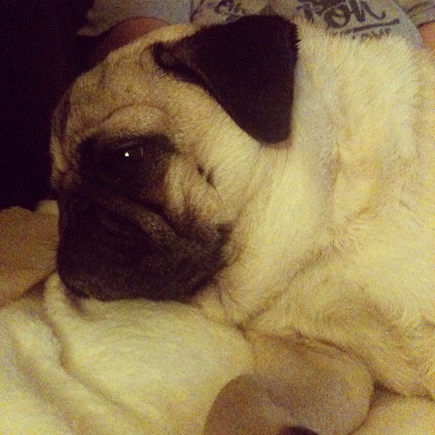 small, pug - like dog with it's paws tucked under a blanket