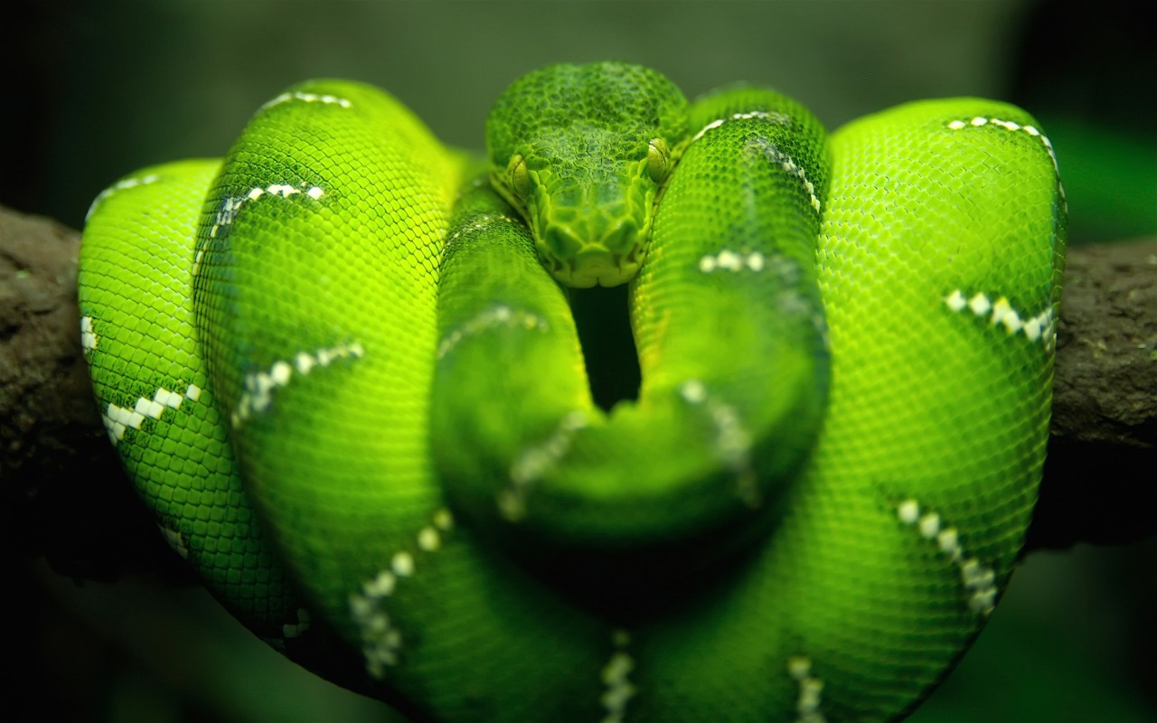 the head of a green snake curled into a circle