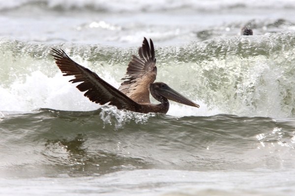 a bird with long wings on the top of a wave
