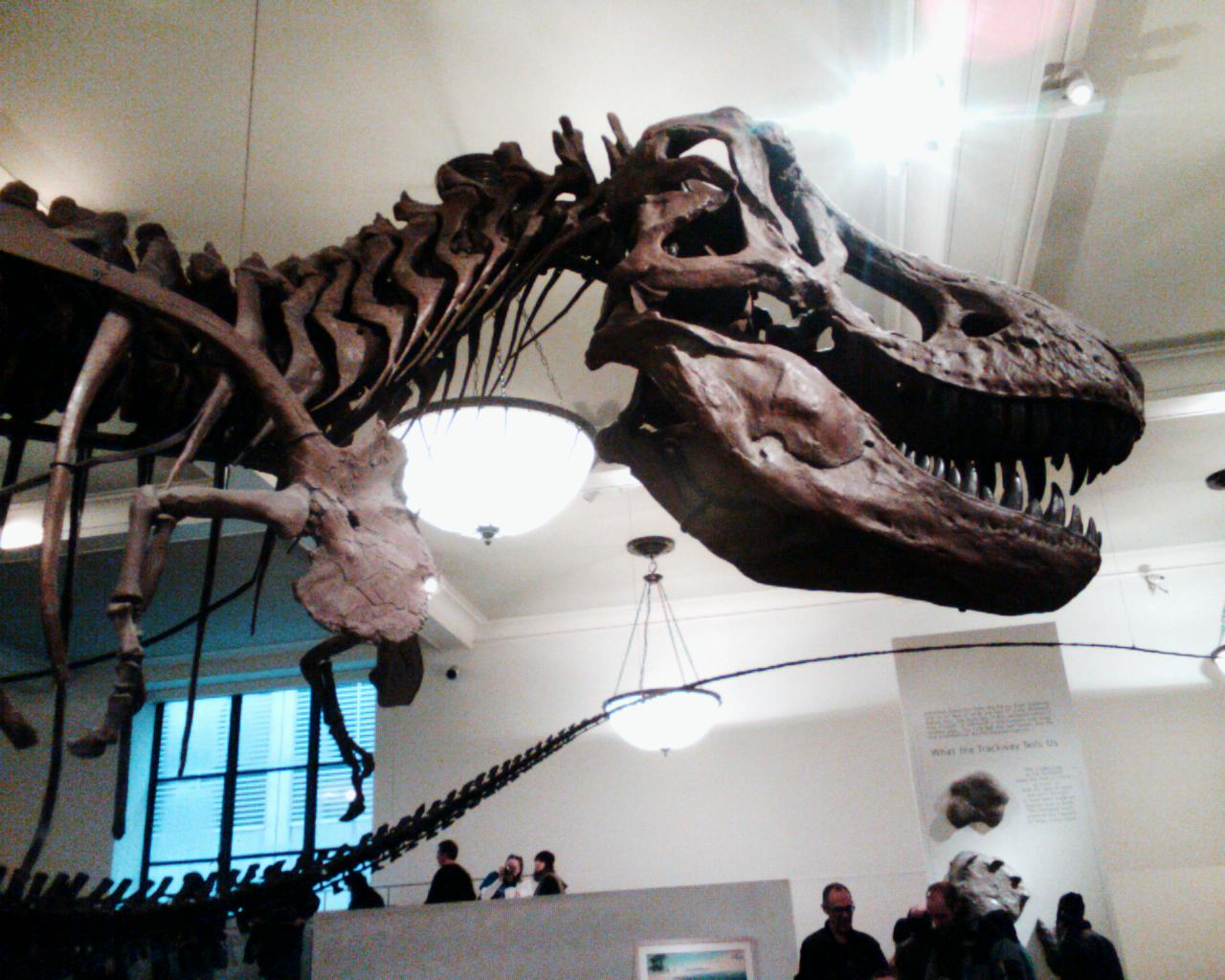 a huge t - rex with bones showing in the museum