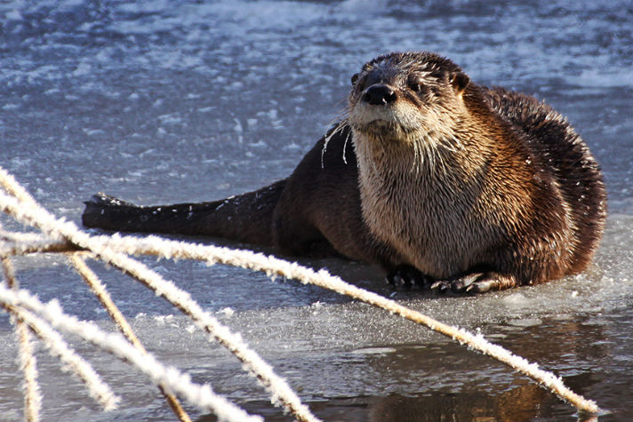 a sea otter lying on the beach near some ropes