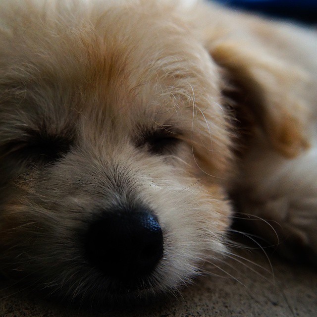 a white dog laying on its side with his eyes closed