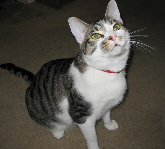 a cat sitting on the carpet looking at soing