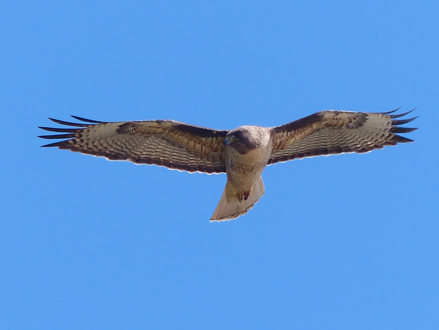 a large bird with long wings flying through the sky