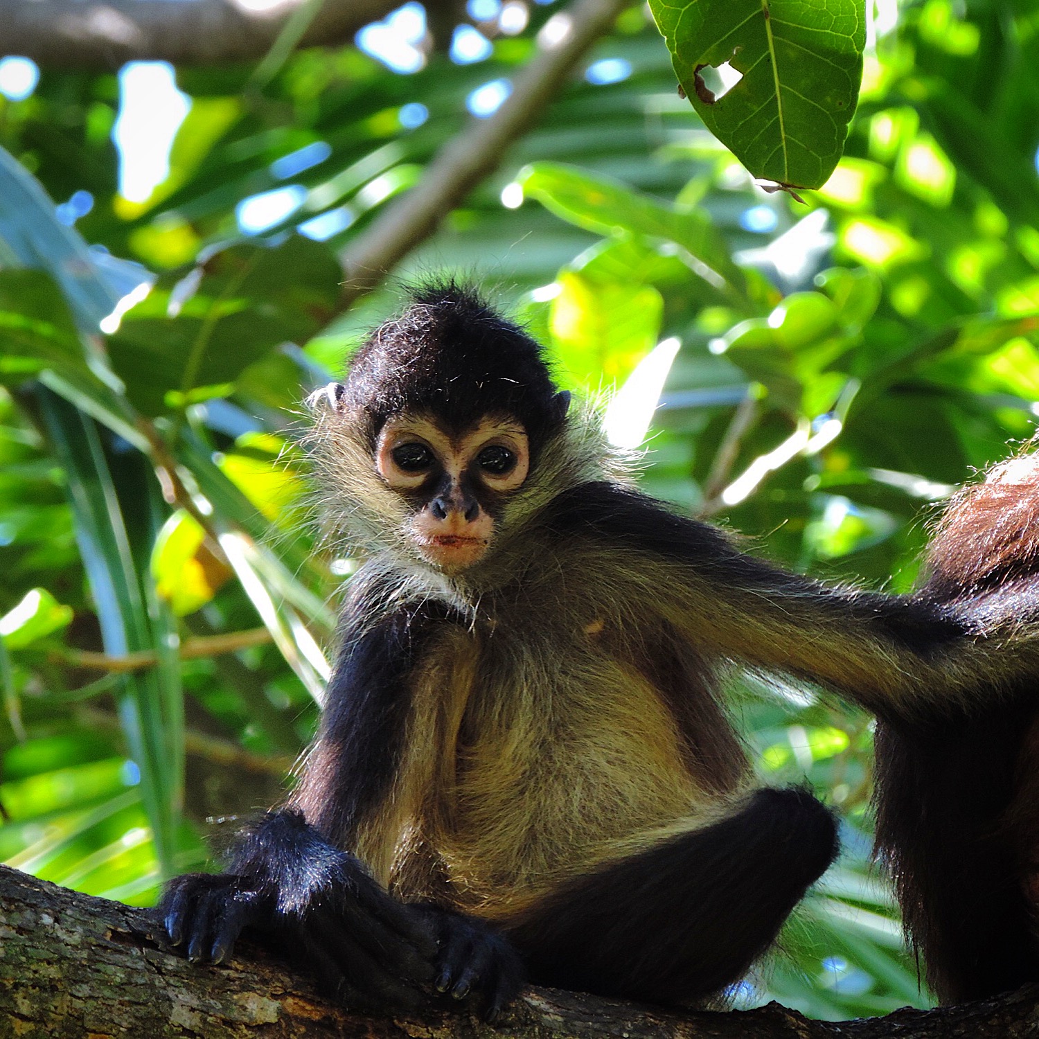 a monkey sitting on the nch of a tree