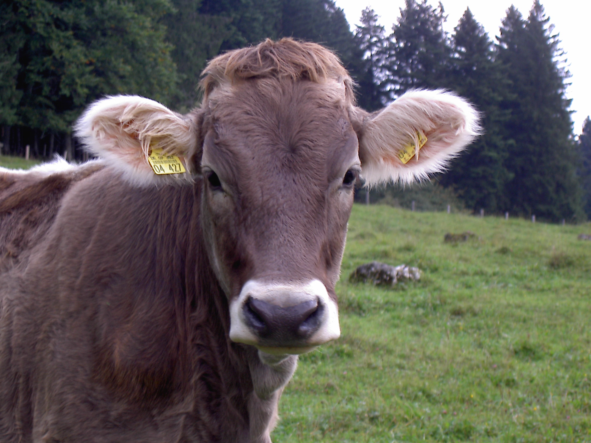 close up of cow in a pasture with trees in the background