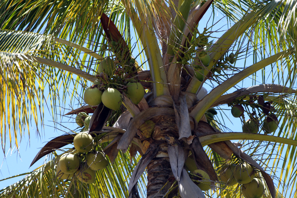a tree is shown with several unripe coconuts