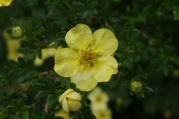 a yellow flower is blooming in the middle of a green bush