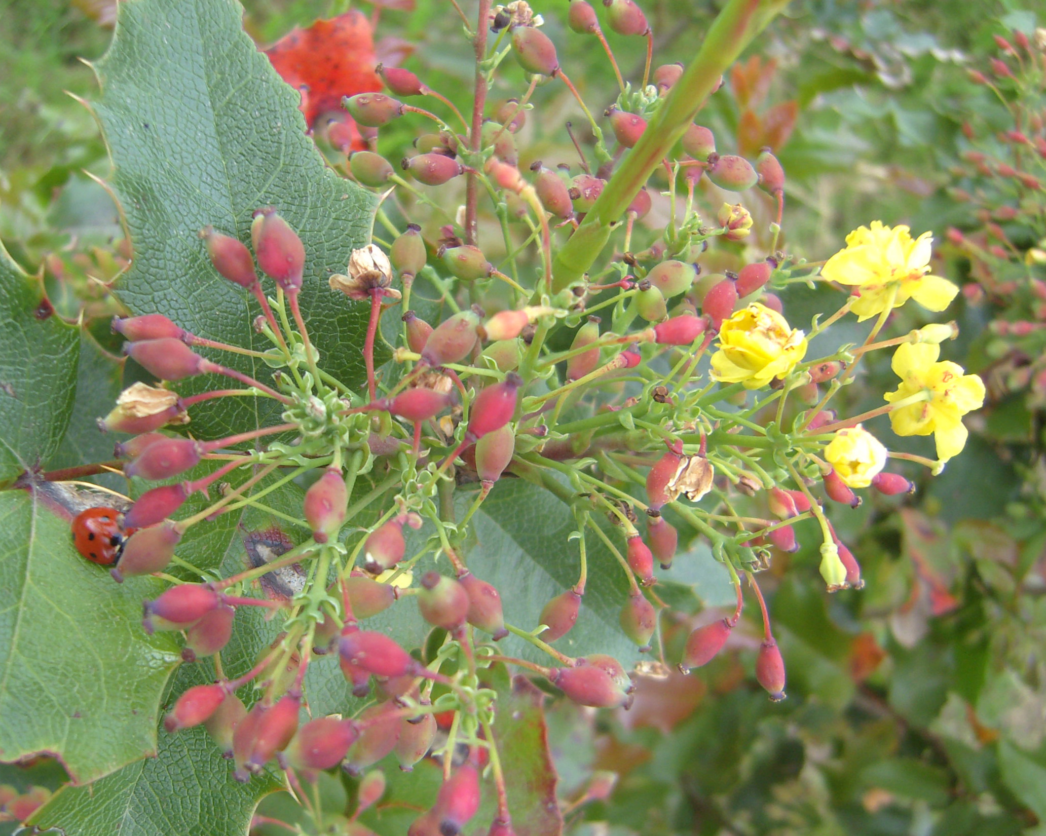 a group of flowers bloom in a cluster