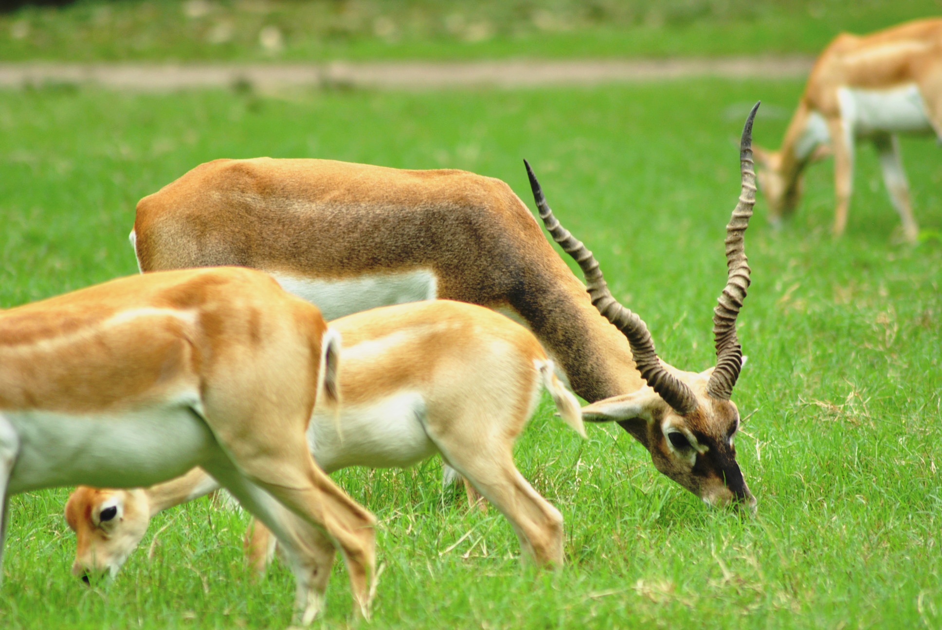 three gazelle in a grassy area and one standing near the other