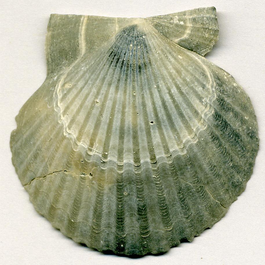 a shell with shells shaped like a fish