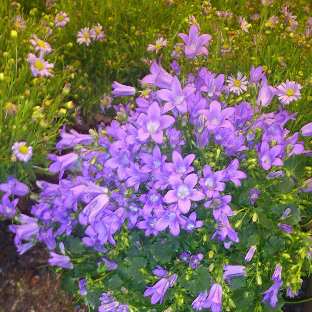 a plant filled with lots of purple flowers