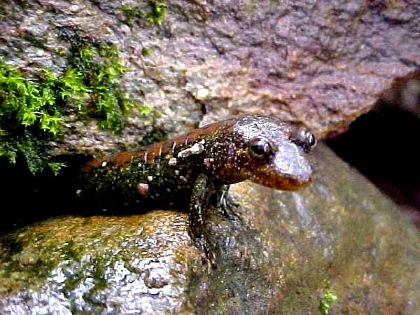 a brown lizard crawling out of a cave in the rocks