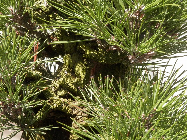 a pine tree in the sun with some leaves on it