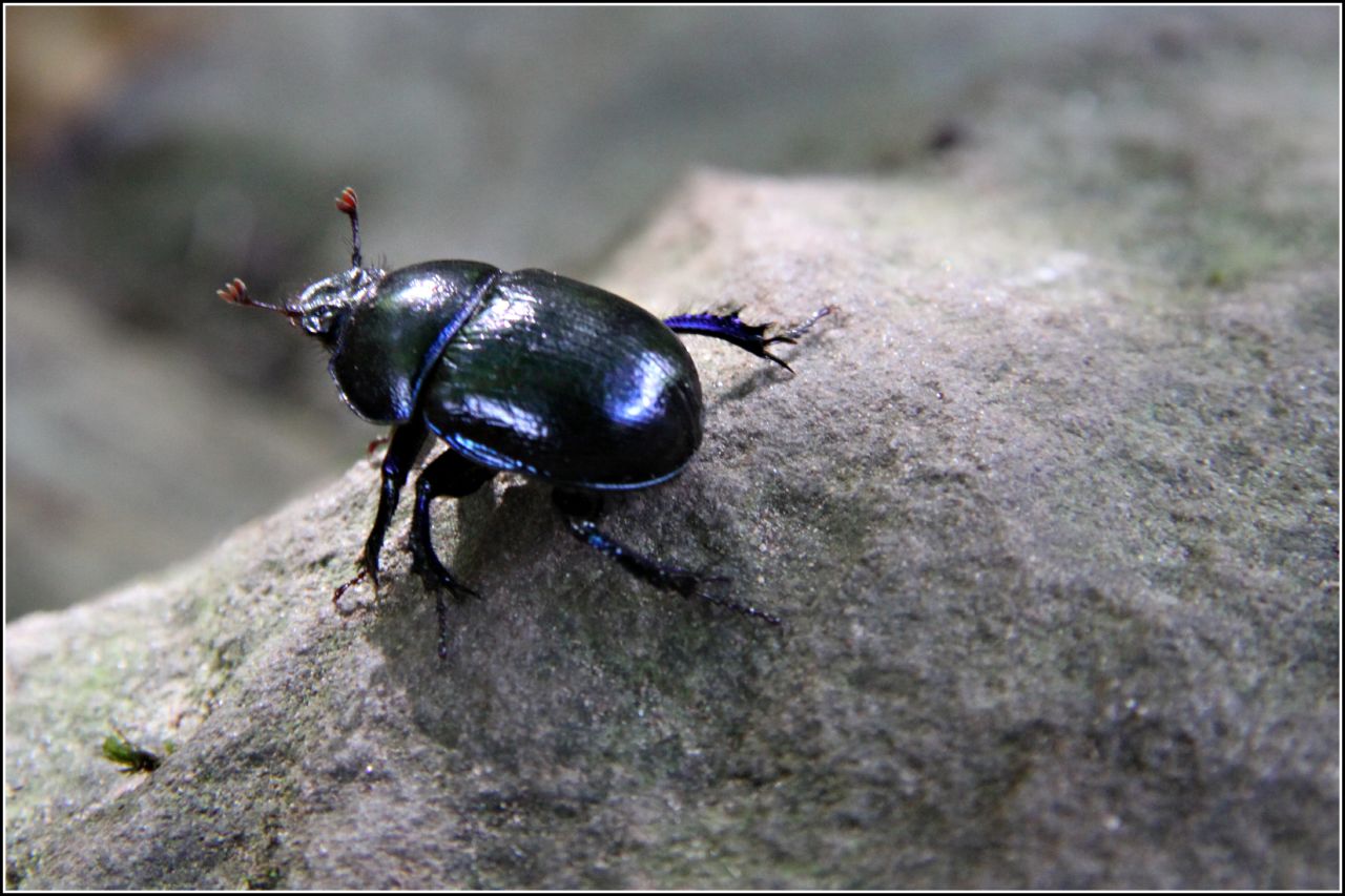 an insect with blue and black wings is on a rock