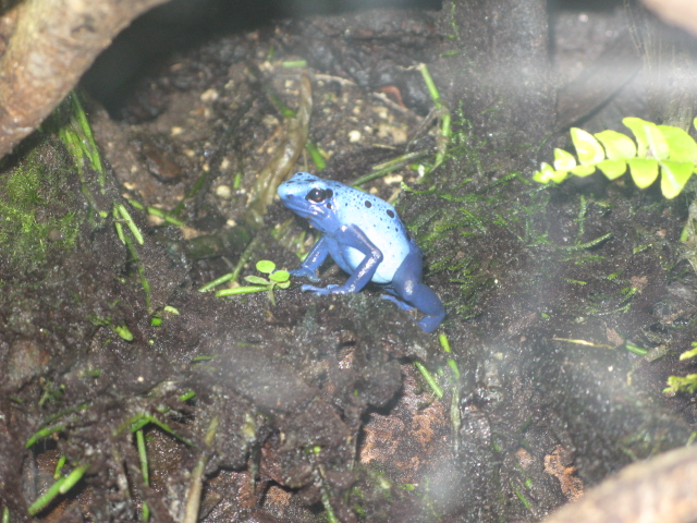 the small blue frog is sitting in the dirt