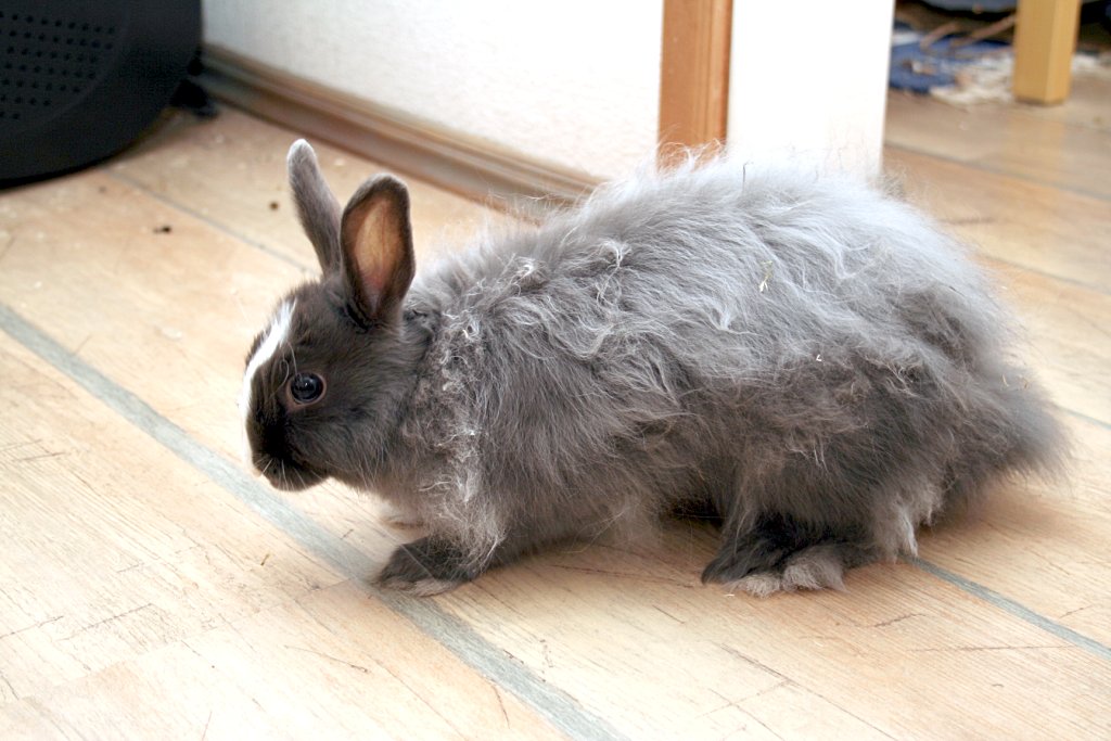 a grey bunny rabbit is standing in the room