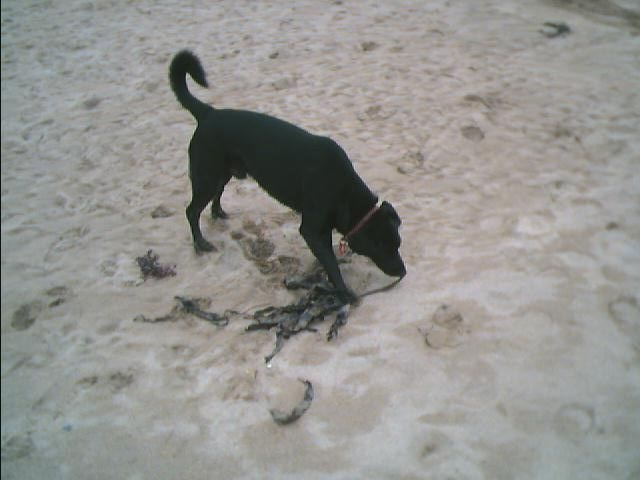 the black dog is on the sand next to fish