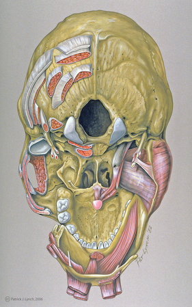 an image of a drawing of a human head