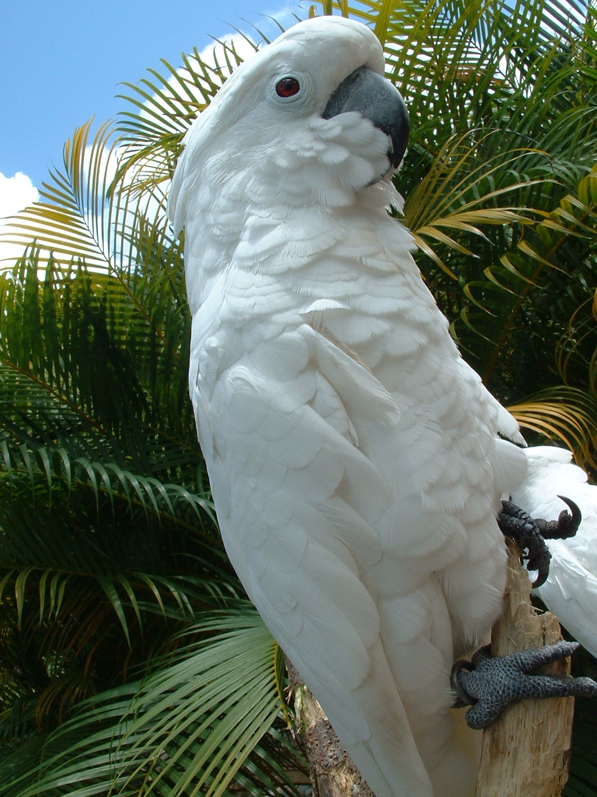 two parrots standing on top of tree logs