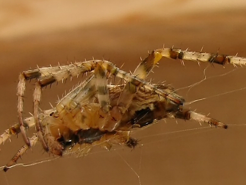 a large spider hanging from the end of it's web