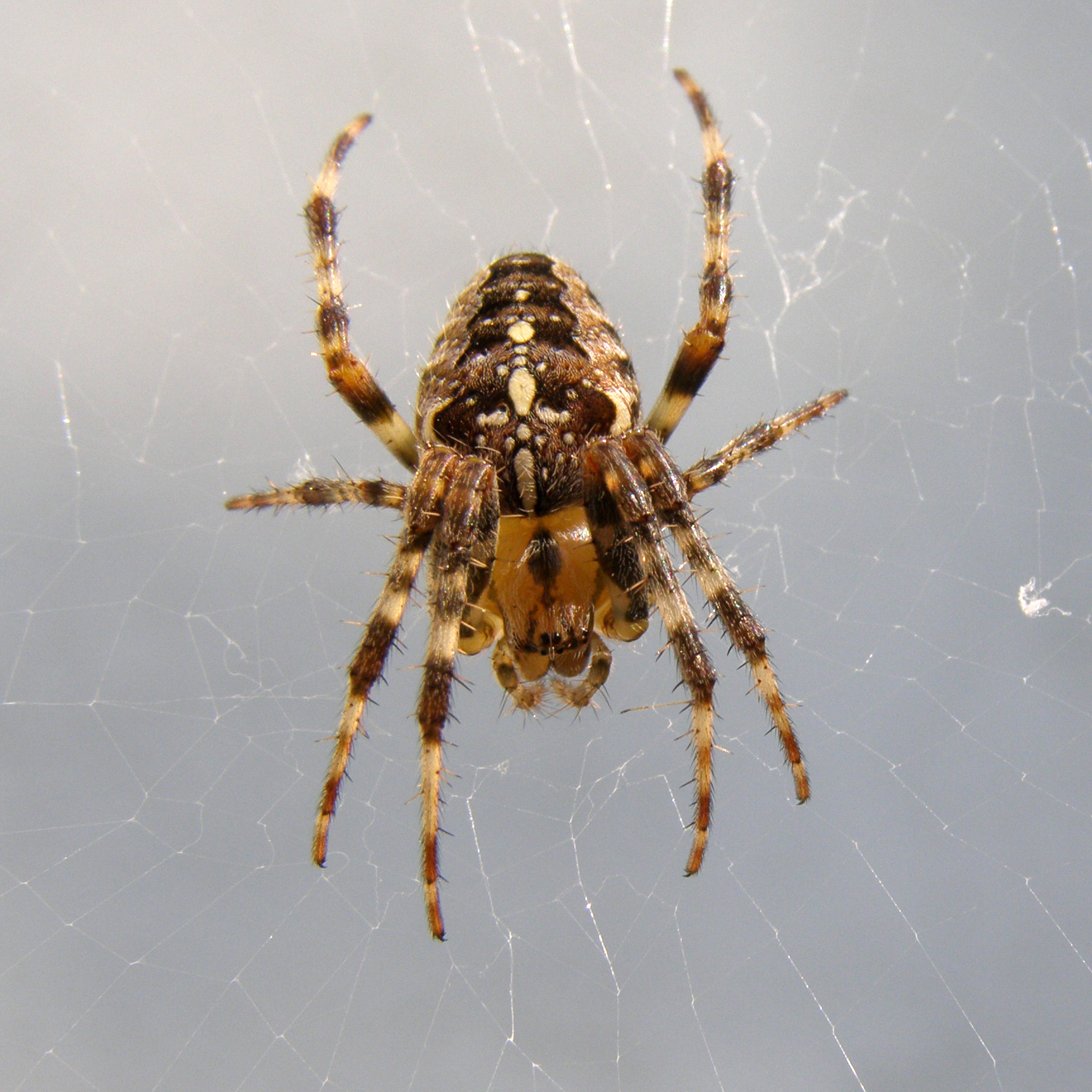 a large spider sitting on top of its web