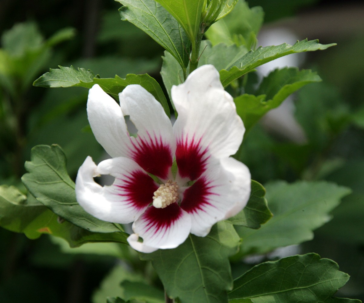 an image of a flower blooming on the nch