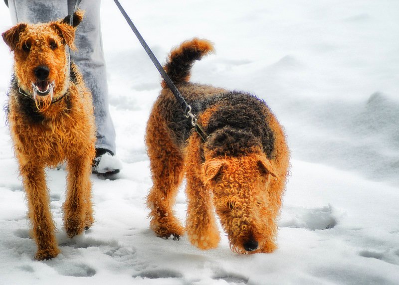 two dogs are walking along side each other on snow
