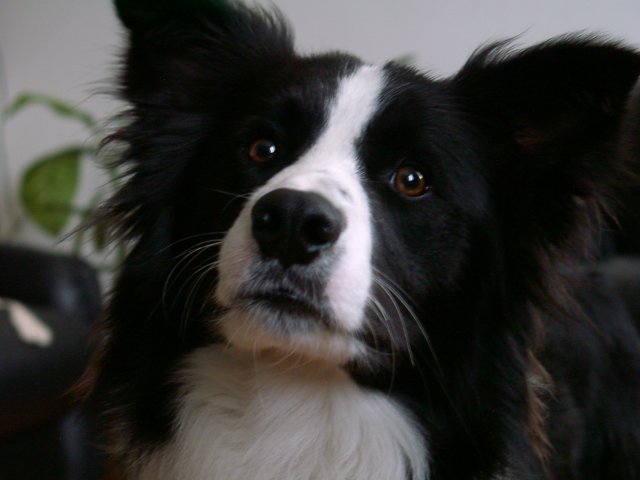 a small black and white dog is looking at the camera