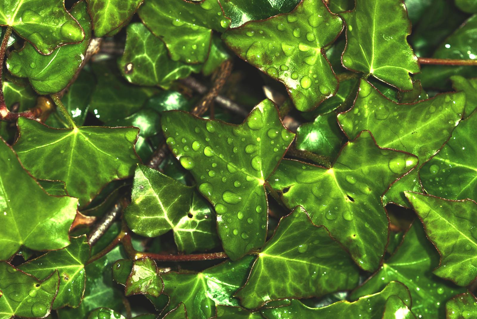 a bunch of leafy plants with drops of water