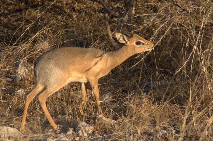 a small deer is standing in the brush