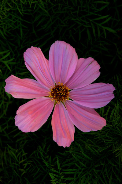 the top of a pink flower is lit by sunlight