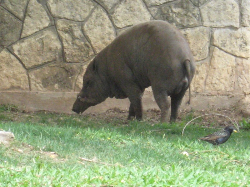 a pig grazes by a small bird at the zoo