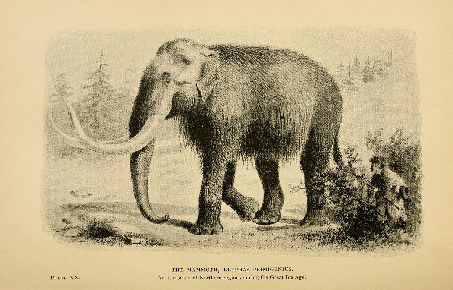 the elephant is standing in a field