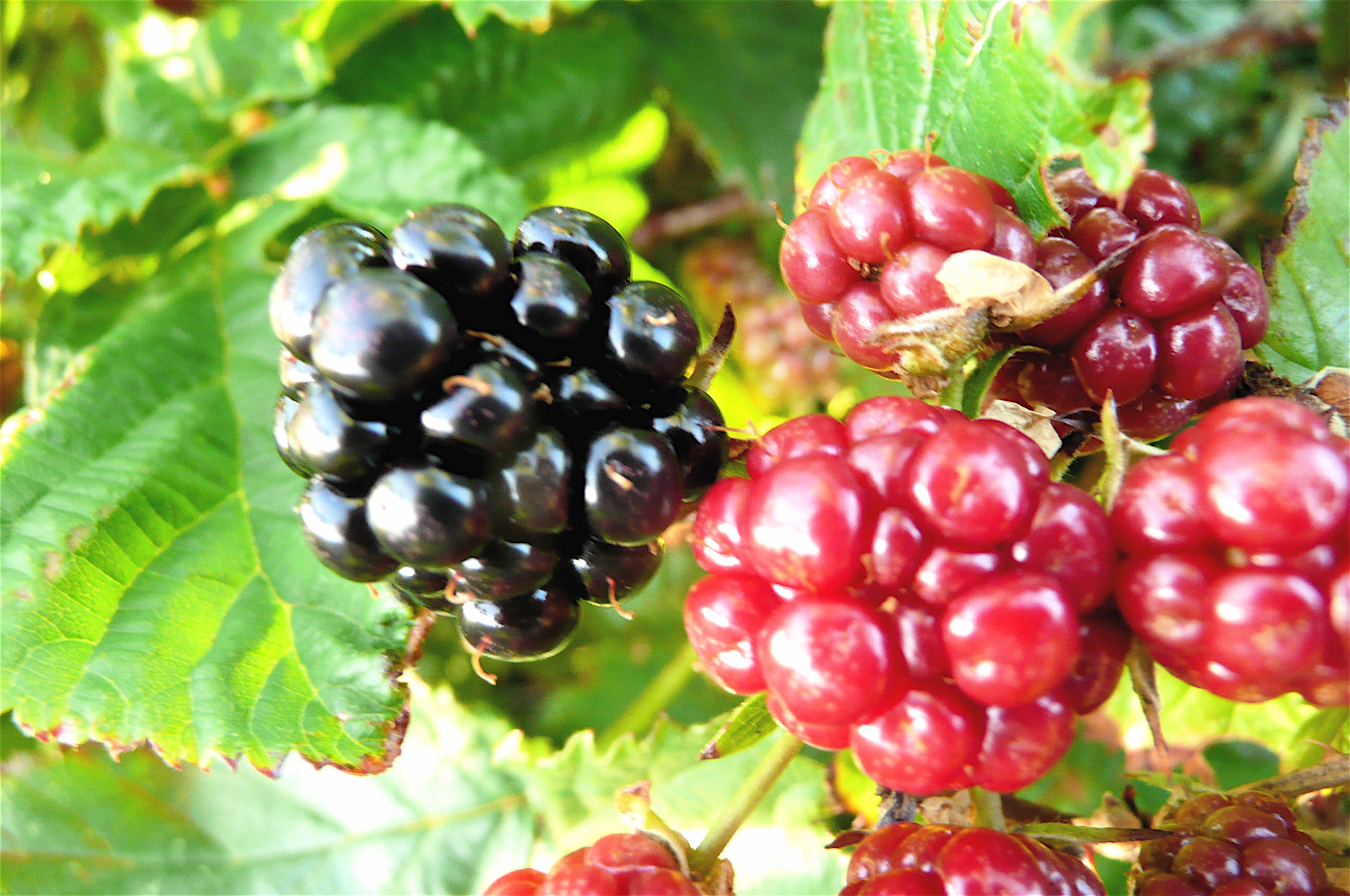 a close up of a bunch of berries on a tree