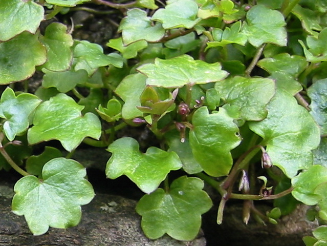 a plant with leaves that are growing on a rock