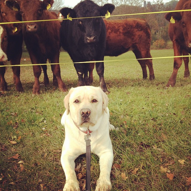 a dog with a leash next to many cows