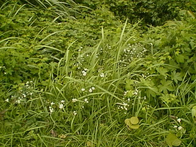 a couple of plants on a grassy field