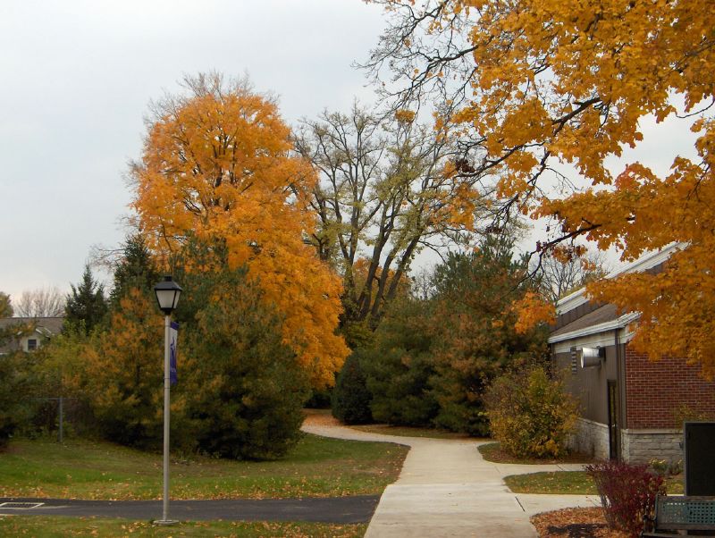 this is a path leading through trees and to buildings